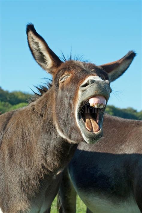 Found on Bing from www.dreamstime.com | Funny donkey pictures, Cute ...