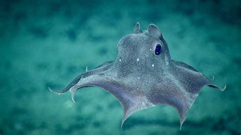 What Do Dumbo Octopus Eat? - American Oceans