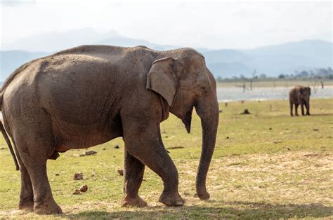 Private Safari: Udawalawe National Park