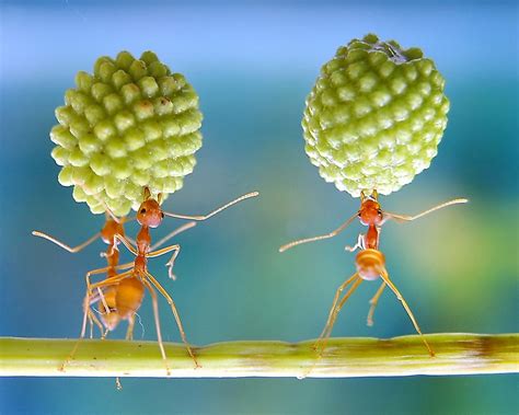 The power of ant | Smithsonian Photo Contest | Smithsonian Magazine