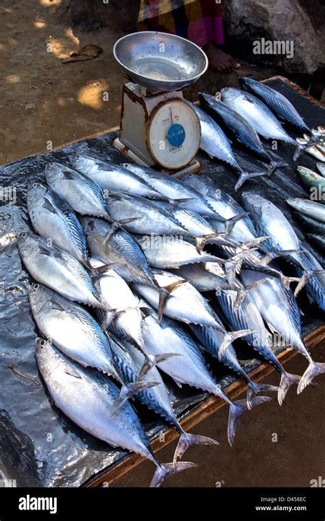 TUNA FISH FROM THE INDIAN OCEAN READY TO BE WEIGHED AND SOLD IN SRI LANKA Stock Photo - Alamy