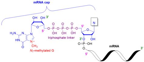 An introduction to RNA caps - Santiago lab