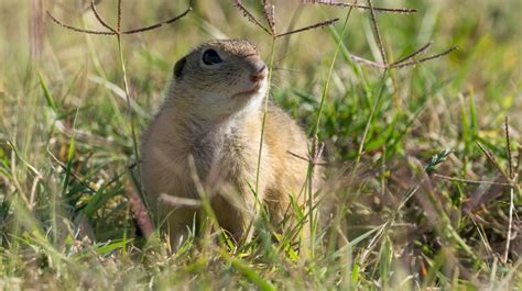 What's the Difference Between Gophers and Groundhogs? | Mental Floss