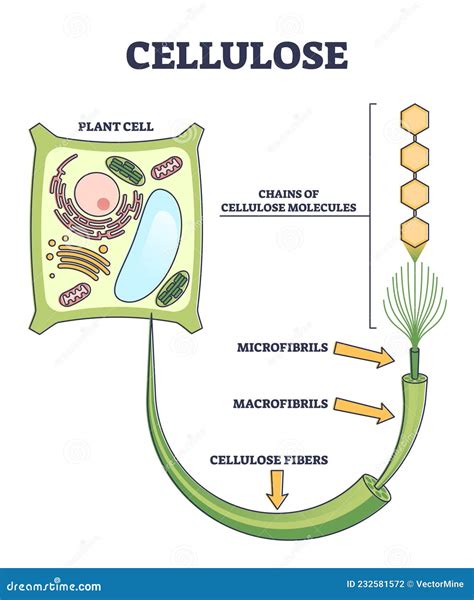 Cellulose As Organic Compound Structure From Plant Cell Outline Diagram | sexiezpix Web Porn