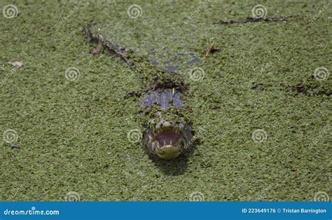 Closeup of Black Caiman Melanosuchus Niger Jaw Wide Open Showing Teeth in Field of Green Swamp ...