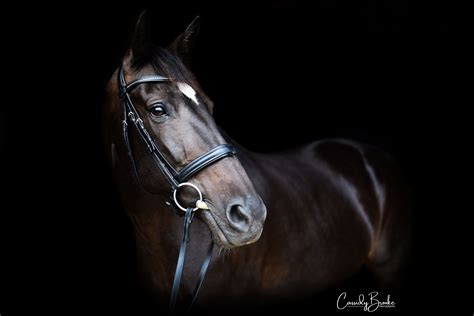 Equine Photography | Black Horse | Horse photography poses, Equine photography, Black background ...