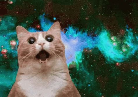 Cat Galactic GIF - Cat Galactic - Descobrir e Compartilhar GIFs