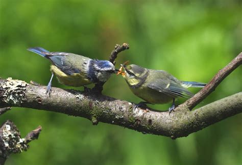 Bird Breeding Season - Raising a family - Healthy Pet Guide