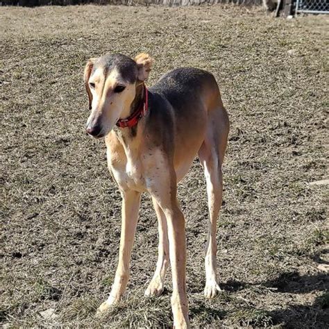 Saluki Rescue, Pennsylvania - Luke's is the Largest Saluki Rescue