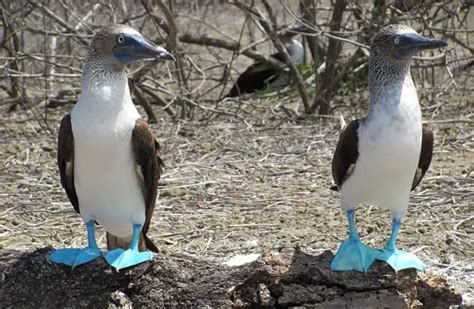 Blue Footed Booby - Description, Habitat, Diet, and Interesting Facts