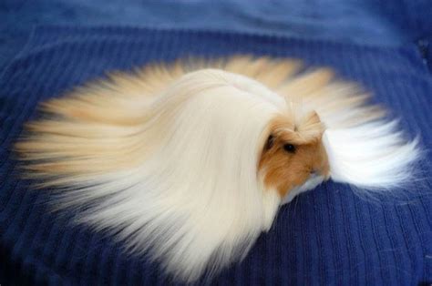 84 Animals With Majestic Hair | Bored Panda