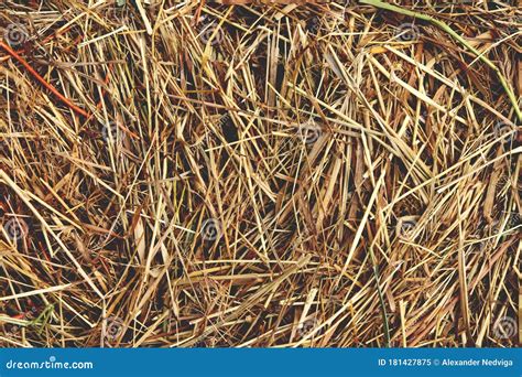 Hay Texture. Dried Grass Background Stock Image - Image of macro ...