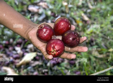 Jambo in farm - Zona da Mata Alagoas Stock Photo - Alamy