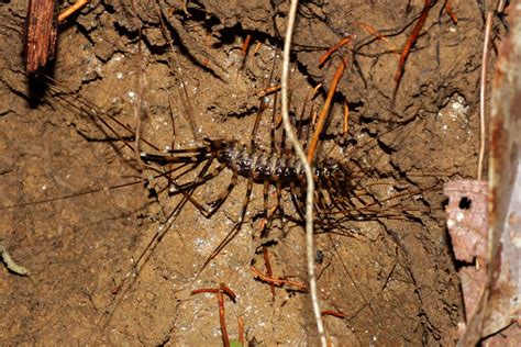 giant house centipede (Scutigeridae) | Borneo. Crocker Range… | Flickr