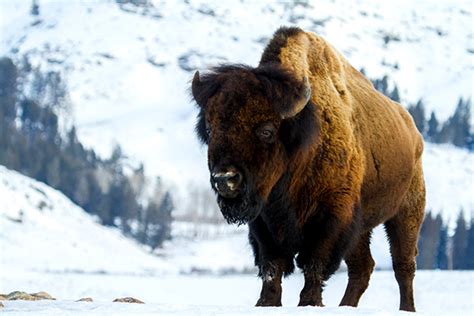 10 Animals You May (or May Not) See in Yellowstone