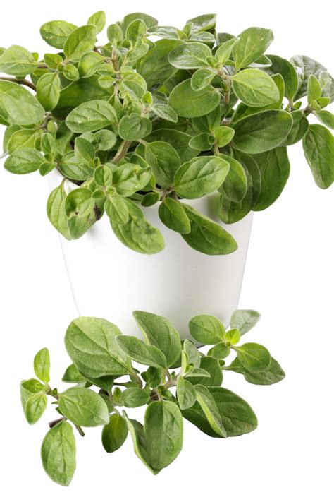 How to Care for Your Oregano Plant