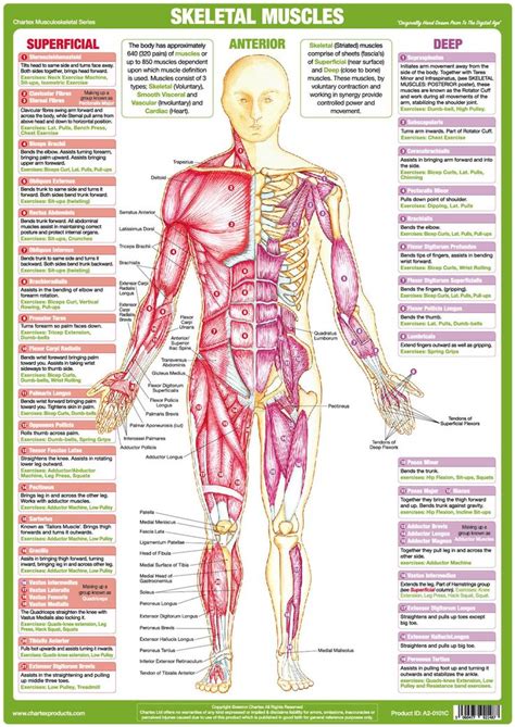 Muscle Anatomy Charts, Human Body Posters - Etsy | Muscle anatomy ...