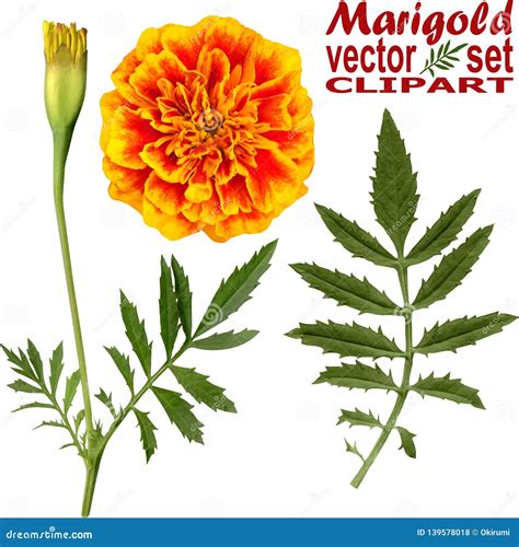 Marigold vector set stock vector. Illustration of flowergrowing - 139578018