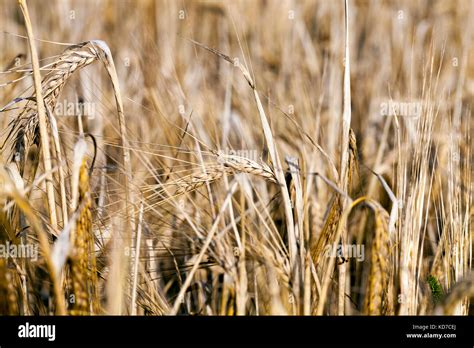 wheat farming field Stock Photo - Alamy