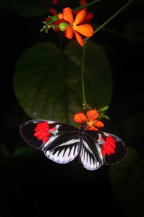 Close-Up photo of Butterfly Perched On Flower · Free Stock Photo