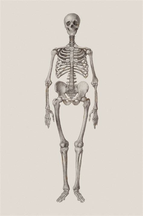 Human Skeleton Drawing| Anatomy Art Prints | Surface View