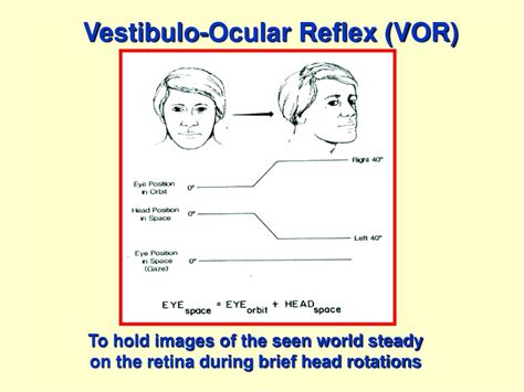 PPT - The vestibular system and cerebellum PowerPoint Presentation, free download - ID:8735327