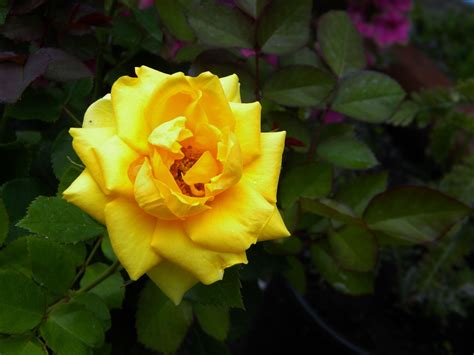 Yellow Miniature Rose from my container garden. Photo by Laurrie Piland