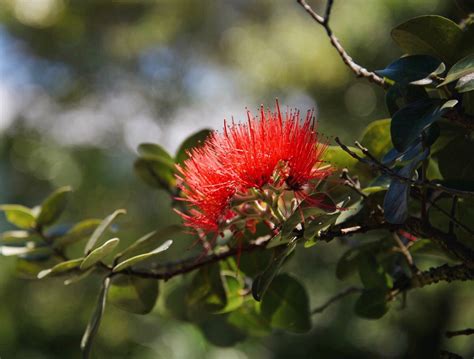 ʻŌhiʻa Lehua • Manoa Heritage Center