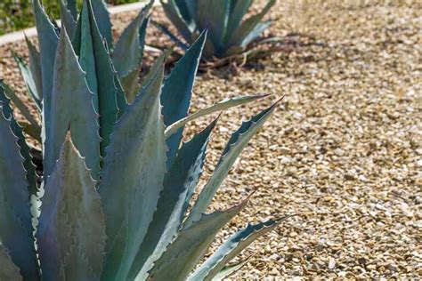 27 of the Best Xerophytes to Plant in a Water-Wise Garden