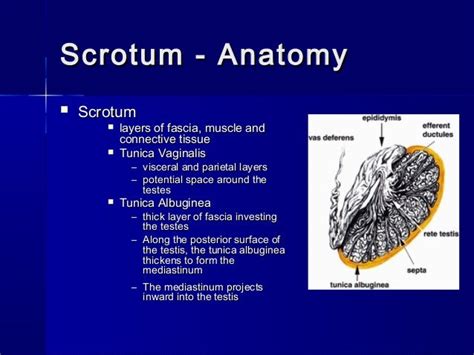 Scrotum Surface Anatomy