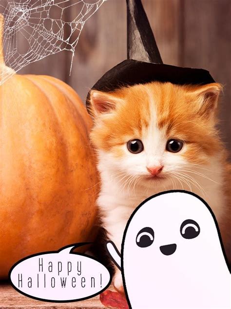 Get ready for Halloween! | Orange tabby cats, Cats, Cat site