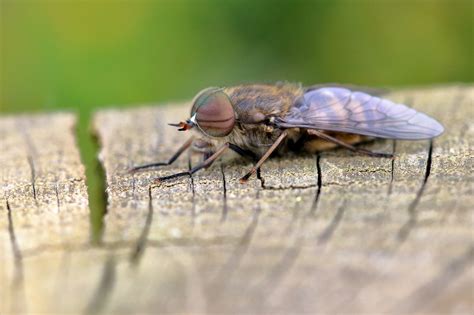 Are Horse Fly Bites Harmful? - deBugged