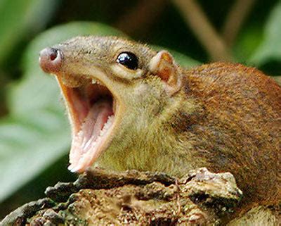 Common Treeshrew - Not a Squirrel | Animal Pictures and Facts | FactZoo.com