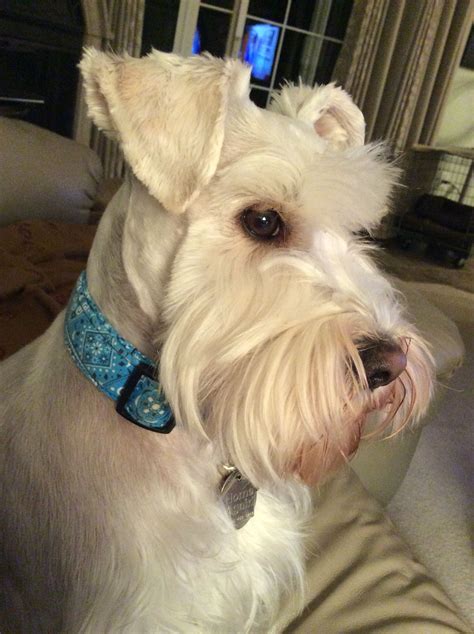 White chocolate schnauzer | Schnauzer grooming, Schnauzer, Schnauzer puppy