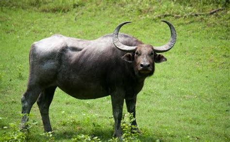 Conserving Wild Buffalo in Chhattisgarh