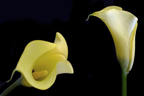 Yellow Calla Lilies Photograph by Terence Davis - Fine Art America