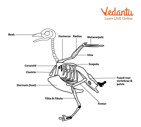 Bird Skeleton Diagram