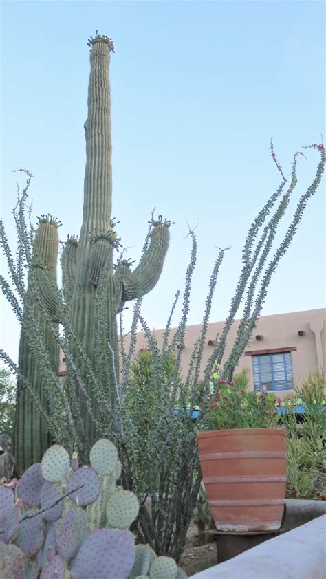 Living Rootless: Tucson, AZ: Sunset at Hacienda del Sol