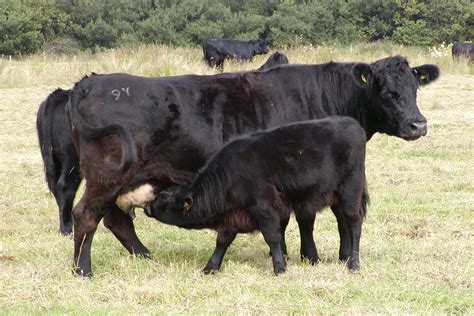 Welsh Black cattle | Part of the Weslh Black Herd on the Nat… | Flickr - Photo Sharing!