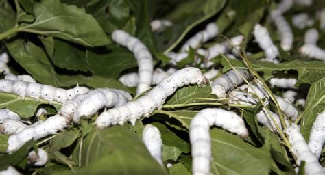 Silkworms Ex.large (40)