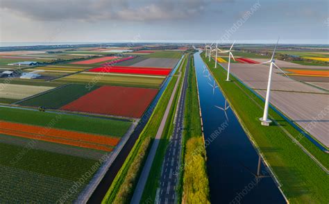 Aerial view of a tulip field, The Netherlands - Stock Image - F038/9006 ...