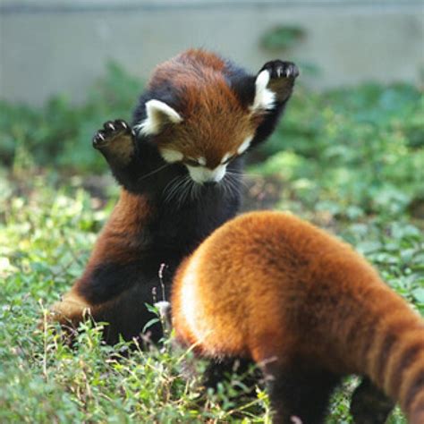 Red Panda Cubs | Cute animals, Cute baby animals, Red panda cute