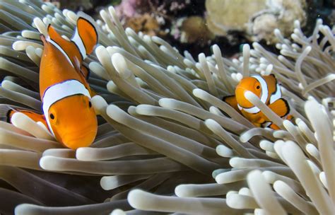 Sea Anemone and Clownfish: Behind the Scenes of an Iconic Friendship