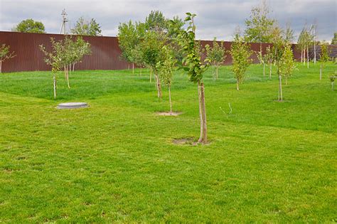 Pear Tree Harvesting Stock Photos, Pictures & Royalty-Free Images - iStock