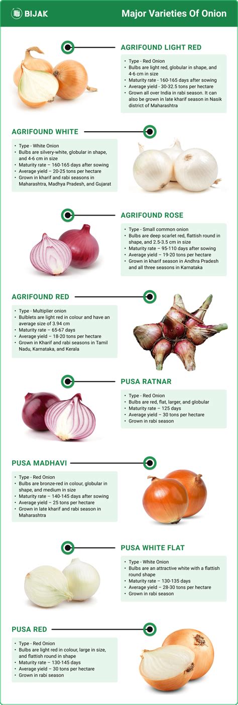 Top 8 Onion Varieties Of India (Infographic)