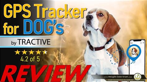 Tractive Waterproof GPS Dog and Pet Tracker REVIEW - YouTube