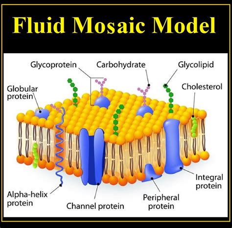 Fluid Mosaic Model Cholesterol