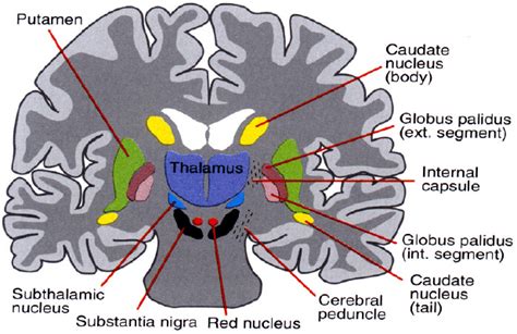 Subthalamic Nucleus Anatomy