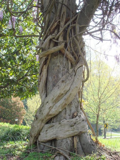 an old tree with vines growing on it