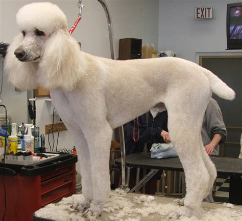 Standard Poodle - Standard Poodle 🐩 Photo (35916671) - Fanpop